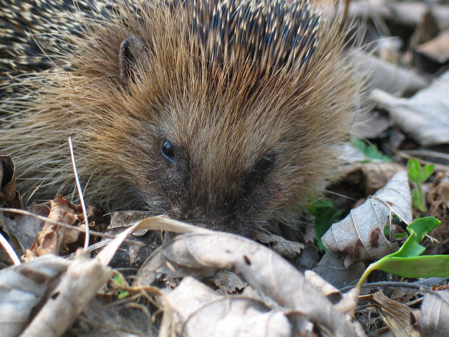 Wildtiere im Wald: 10 schöne Bilder aus unserer Lesergalerie